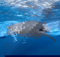Whale Shark Adventure Tour - Tweed Heads Accommodation