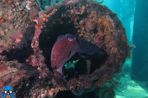 PADI Open Water Course - Tweed Heads Accommodation 1