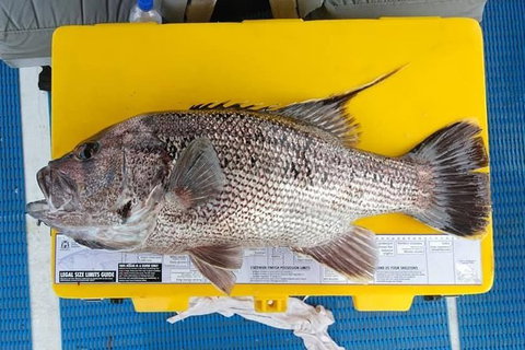 Abrolhos Islands Fishing Charter - Tweed Heads Accommodation 2