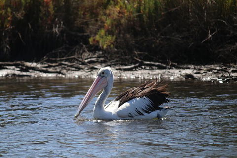 Private Guided River Kayak Tour - Tweed Heads Accommodation 2