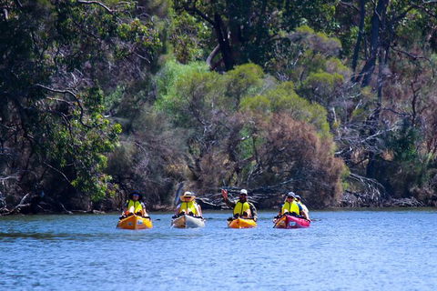 Private Guided River Kayak Tour - Tweed Heads Accommodation 6