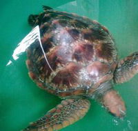 Australian Seabird Rescue - Tweed Heads Accommodation