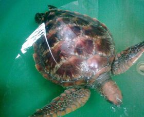 Australian Seabird Rescue - Tweed Heads Accommodation 0