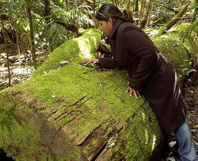 Washpool National Park - Washpool Walk - Tweed Heads Accommodation 0