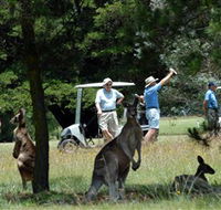 Glen Innes Golf Club - Tweed Heads Accommodation