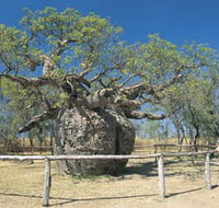 Boab Prison Tree - Tweed Heads Accommodation