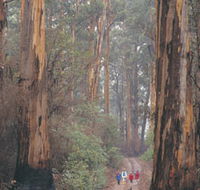 Beedelup National Park - Tweed Heads Accommodation