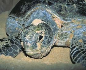 Turtle Nesting Season - Tweed Heads Accommodation 0