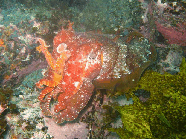 Jervis Bay Dive Charters - Tweed Heads Accommodation