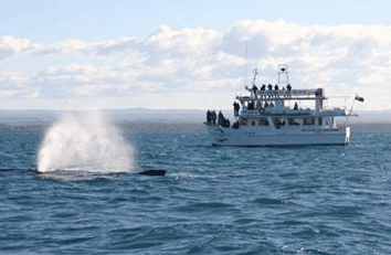 Dolphin Watch Cruises - Tweed Heads Accommodation