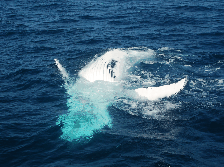 Dolphin Wild Cruises - Tweed Heads Accommodation