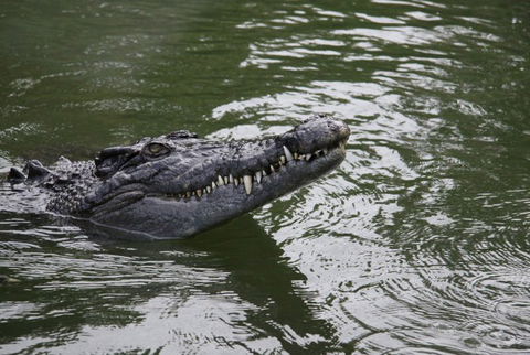 Daintree River Cruise Centre - Tweed Heads Accommodation 1