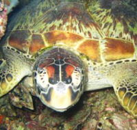 Adrenalin Snorkel and Dive - Tweed Heads Accommodation