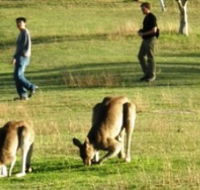 Araucaria Ecotours - Tweed Heads Accommodation