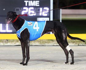 Bulli Greyhound Racing Club - Tweed Heads Accommodation 3