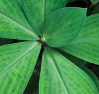 Limberlost Nursery  Garden Centre - Tweed Heads Accommodation