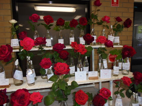 Anglican Spring Flower Show Gundagai - Tweed Heads Accommodation 0