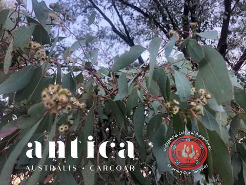 Antica Australis - Winter Fire Festival - Tweed Heads Accommodation 0