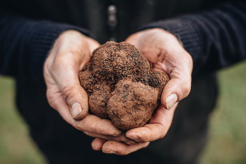 A Taste Of Truffles - Tweed Heads Accommodation 0