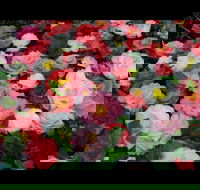 Camellia's Australia National Camellia Show - Tweed Heads Accommodation