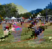 Dogs in the Park Orange - Tweed Heads Accommodation