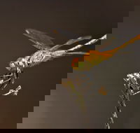 Dragonfly Discovery - Tweed Heads Accommodation