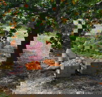 Fruit Bottling Sessions at Rayner's Orchard - Tweed Heads Accommodation