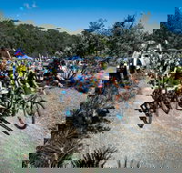 JetBlack Wild Wombat MTB Challenge - Tweed Heads Accommodation