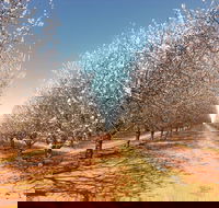 Mallee Almond Blossom Festival - Tweed Heads Accommodation