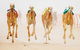 The Quirindi Camel Cup - thumb 0