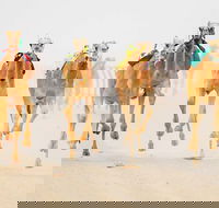 The Quirindi Camel Cup - Tweed Heads Accommodation