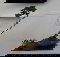 Wauchope Bonsai Workshop Group - Tweed Heads Accommodation