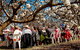 Young Cherry Blossom Long Lazy Lunch - thumb 0