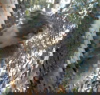 Annual Koala Count - Tweed Heads Accommodation