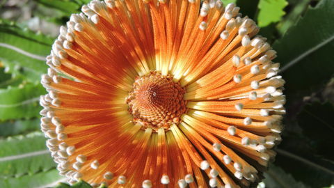 Australian Flora: Past, Present And Future - Tweed Heads Accommodation 1