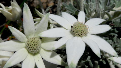 Australian Flora: Past, Present And Future - Tweed Heads Accommodation 2