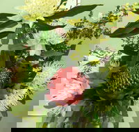 Blackheath Flower and Craft Show - Tweed Heads Accommodation