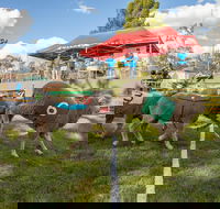 Caragabal Sheep Races - Tweed Heads Accommodation