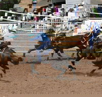 Dalgety Team Penning - Tweed Heads Accommodation
