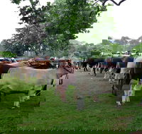 Dorrigo Agricultural Show - Tweed Heads Accommodation