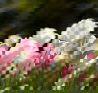 Floriade Reimagined - Tweed Heads Accommodation