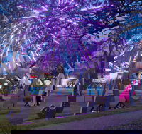Grafton Jacaranda Festival - Tweed Heads Accommodation