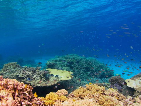 Recovery Of The Great Barrier Reef - Tweed Heads Accommodation 0