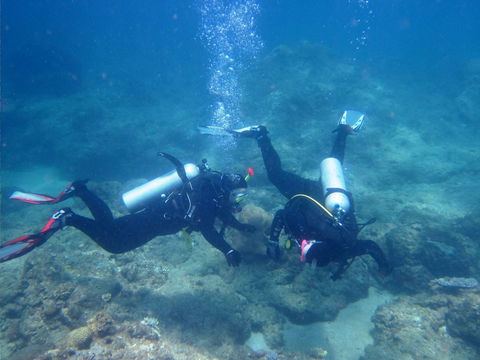 Recovery Of The Great Barrier Reef - Tweed Heads Accommodation 1