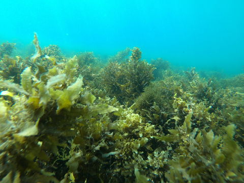 Recovery Of The Great Barrier Reef - Tweed Heads Accommodation 2