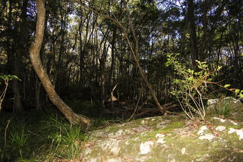 Bottlebutt Bash Trail Run - Tweed Heads Accommodation 1