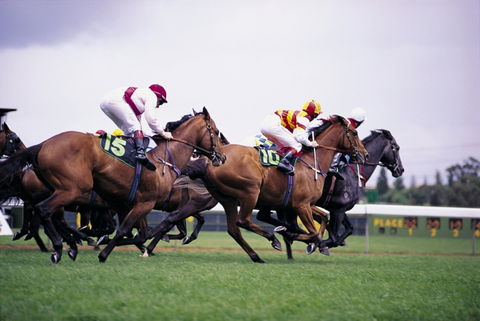 Cootamundra Cup - Tweed Heads Accommodation 1