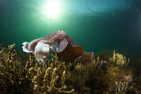Cuttlefish Diving & Snorkeling EVERYDAY May -August - Tweed Heads Accommodation 0