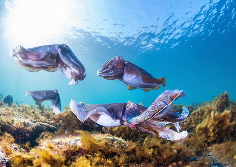 Cuttlefish Diving & Snorkeling EVERYDAY May -August - Tweed Heads Accommodation 2