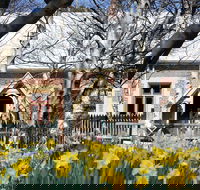 Daffodils at Rydal - Tweed Heads Accommodation